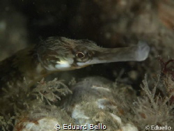 Pipe fish with in his right a tiny (gestippelde mosdiersl... by Eduard Bello 